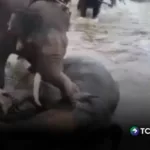 Turista muere tras pelea de elefantes en campamento en la India