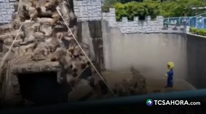 Dos turistas fueron detenidos tras invadir el recinto de monos del zoológico Ichikawa, Japón, en el que se encuentra Punch.