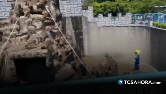 Dos turistas fueron detenidos tras invadir el recinto de monos del zoológico Ichikawa, Japón, en el que se encuentra Punch.