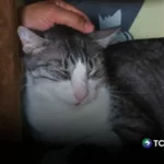 Una nueva forma de tomar café acompañado de gatos