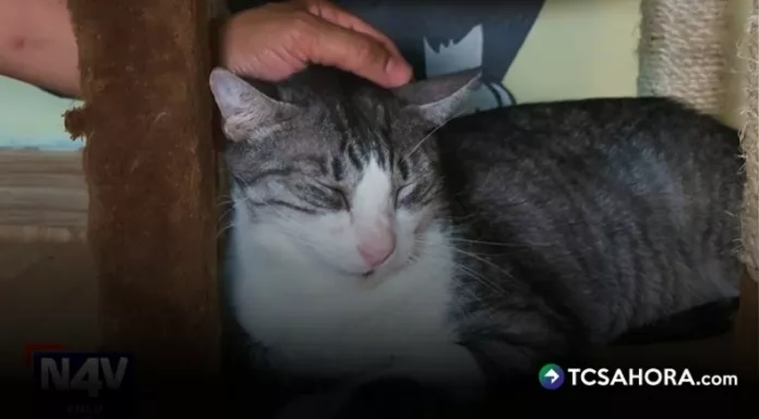 Un café ubicado en el centro histórico de San Salvador ofrece una experiencia diferente en medio de gatos.