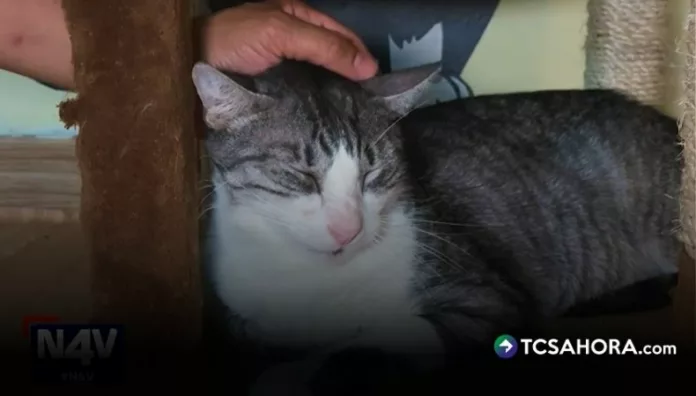 Un café ubicado en el centro histórico de San Salvador ofrece una experiencia diferente en medio de gatos.