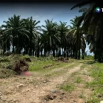 Al menos 17 fallecidos en masacre en Trujillo, Honduras