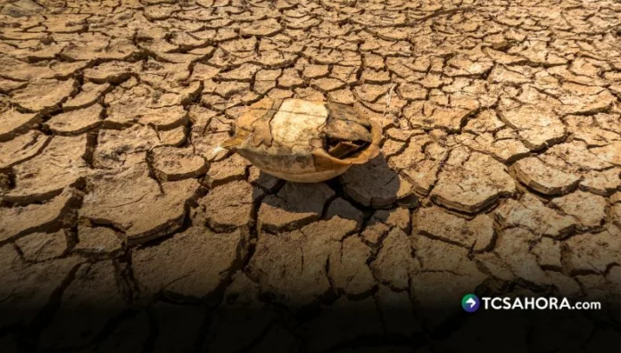 Expertos de la ONU instan a declarar emergencia sanitaria por crisis climática
