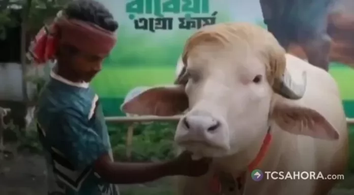 Un búfalo de Bangladesh se salvó de ser sacrificado por su peculiar parecido con el presidente de Estados Unidos, Donald Trump.