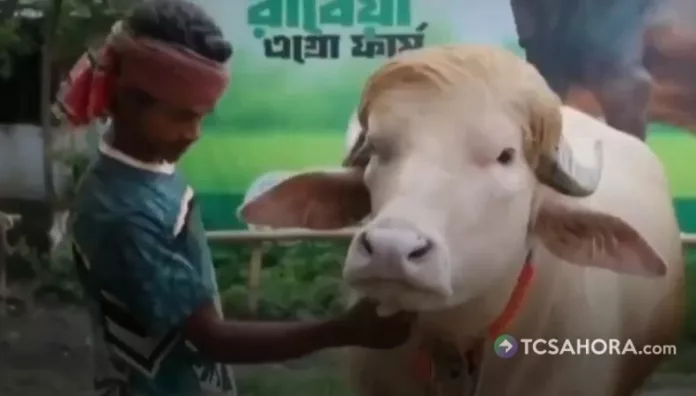Un búfalo de Bangladesh se salvó de ser sacrificado por su peculiar parecido con el presidente de Estados Unidos, Donald Trump.