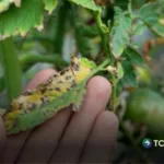 Hongos y plagas amenazan cultivos frutales