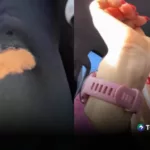 Ana Pao Sifuentes sufre tremenda caída: así quedó tras el golpe