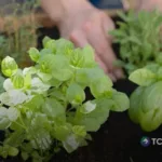 Importancia de sembrar plantas medicinales en casa