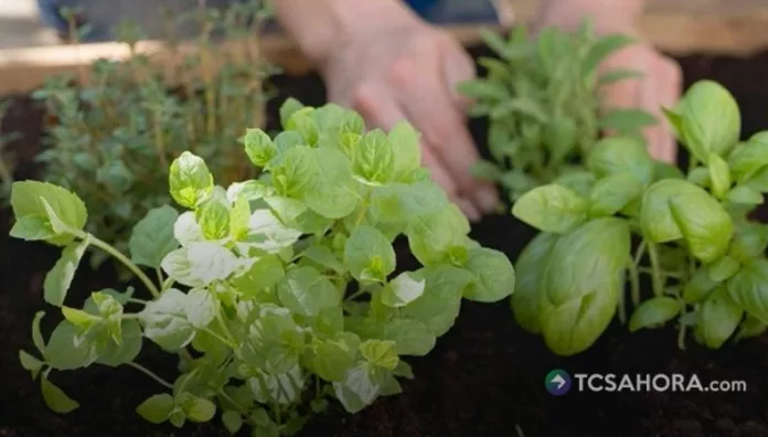 Las plantas medicinales continúan como una alternativa accesible para aliviar molestias comunes y a la vez se pueden cultivar en casa.