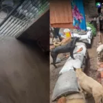 Lluvias causan daños en refugio para perros en Panchimalco