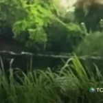 Caimán ataca a hombre sospechoso de conducir ebrio en Luisiana