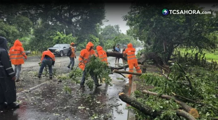 Reportan árboles caídos y derrumbes en diferentes vías debido a las lluvias