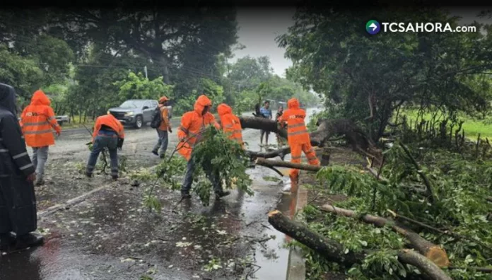 Reportan árboles caídos y derrumbes en diferentes vías debido a las lluvias