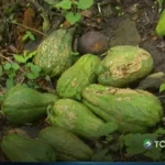 Exceso de lluvias amenaza los cultivos
