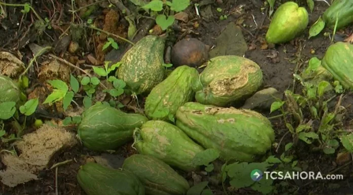 La humedad persistente por las lluvias aumenta el riesgo de enfermedades en cultivos y obliga a reforzar medidas de prevención en el campo.