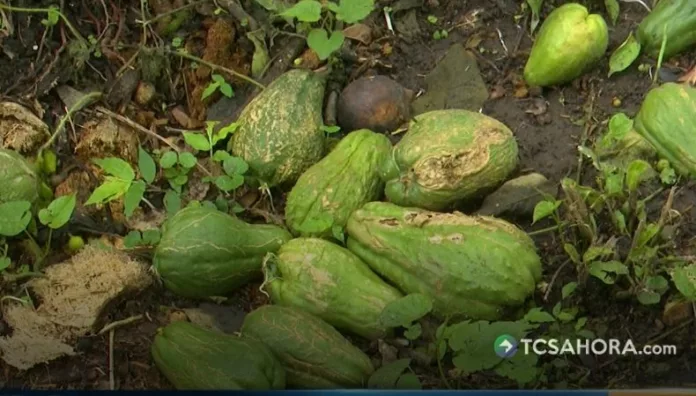 La humedad persistente por las lluvias aumenta el riesgo de enfermedades en cultivos y obliga a reforzar medidas de prevención en el campo.
