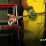 ¿Qué debo hacer si encuentro una serpiente en casa?