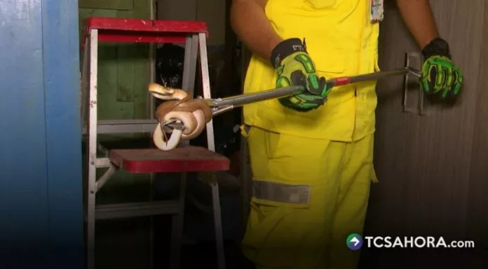 Durante esta época, las serpientes aumentan su presencia en viviendas por cambios en su entorno y la búsqueda de alimento.