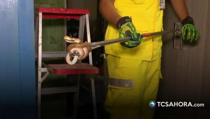 Durante esta época, las serpientes aumentan su presencia en viviendas por cambios en su entorno y la búsqueda de alimento.
