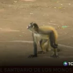 Santuario resguarda hábitat natural de más de 50 monos