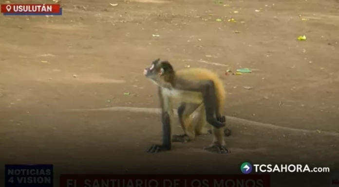 En Usulután, un santuario de monos conserva un espacio natural que resguarda a más de 50 primates y promueve el respeto por su entorno.