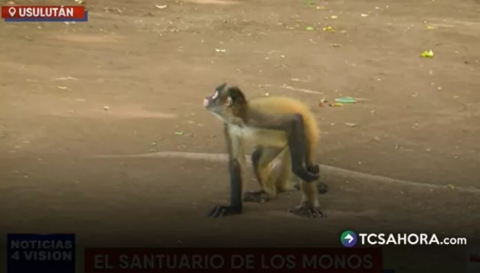 En Usulután, un santuario de monos conserva un espacio natural que resguarda a más de 50 primates y promueve el respeto por su entorno.