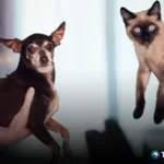 Cómo identificar los síntomas de gastritis en mascotas