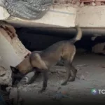 Rambo, el canino que busca entre escombros en Venezuela