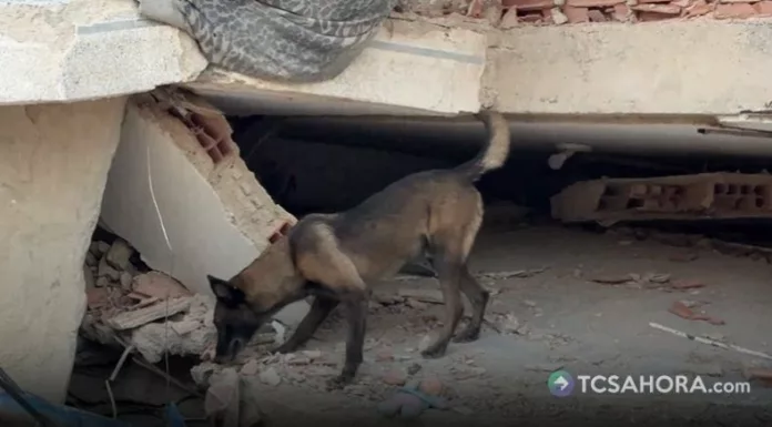 Rambo, el canino salvadoreño, apoya con las tareas de búsqueda en las zonas más afectadas por los terremotos en Venezuela.