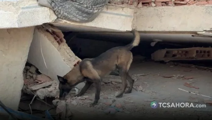Rambo, el canino salvadoreño, apoya con las tareas de búsqueda en las zonas más afectadas por los terremotos en Venezuela.