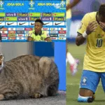 Brasil eliminado del mundial ¿Lo persigue la maldición del gato?