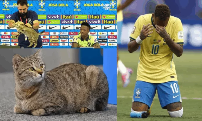 Brasil perdió ante Noruega y quedó eliminado del mundial 2026, lo que hizo recordar la presunta maldición del gato, un curioso episodio de Qatar 2022.