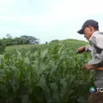 Canícula amenaza cultivos y preocupa a agricultores