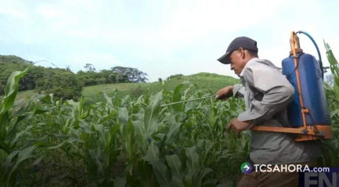 Ante la canícula, agricultores sostienen que si la falta de lluvias se extiende a más de 20 días, podrían perder la totalidad de sus cosechas.