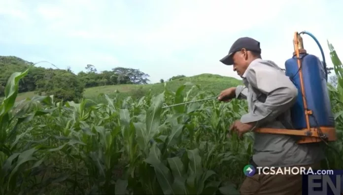 Ante la canícula, agricultores sostienen que si la falta de lluvias se extiende a más de 20 días, podrían perder la totalidad de sus cosechas.