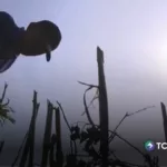 Calor eleva riesgo de enfermedades renales en agricultores