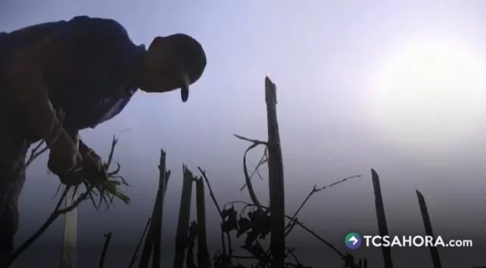 Especialistas advierten que el calor aumenta el riesgo de enfermedades renales, especialmente en agricultores.