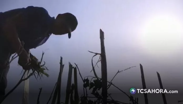 Especialistas advierten que el calor aumenta el riesgo de enfermedades renales, especialmente en agricultores.