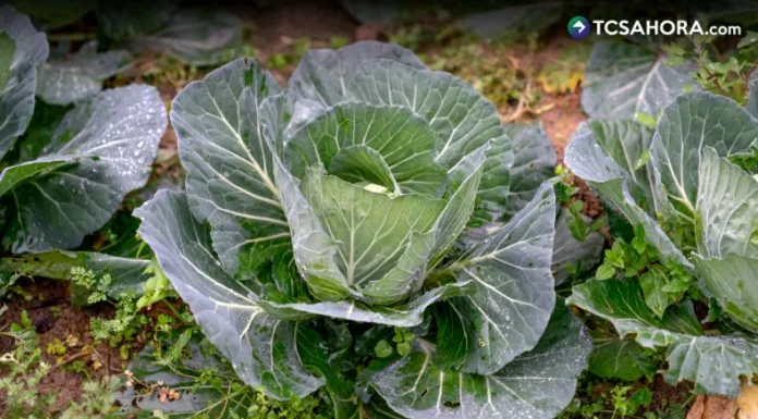 Los huertos en espiral representan una alternativa sostenible para cultivar alimentos, plantas medicinales y ornamentales.