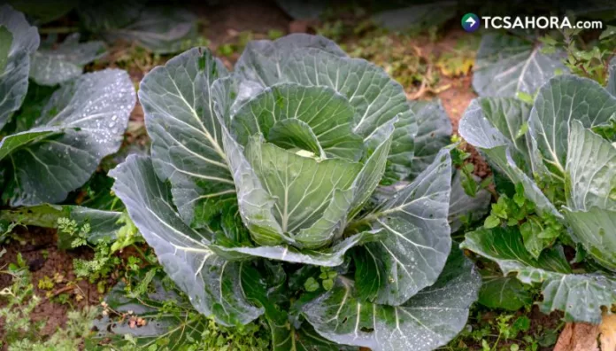 Los huertos en espiral representan una alternativa sostenible para cultivar alimentos, plantas medicinales y ornamentales.