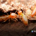 ¿El calor favorece la aparición de las termitas?