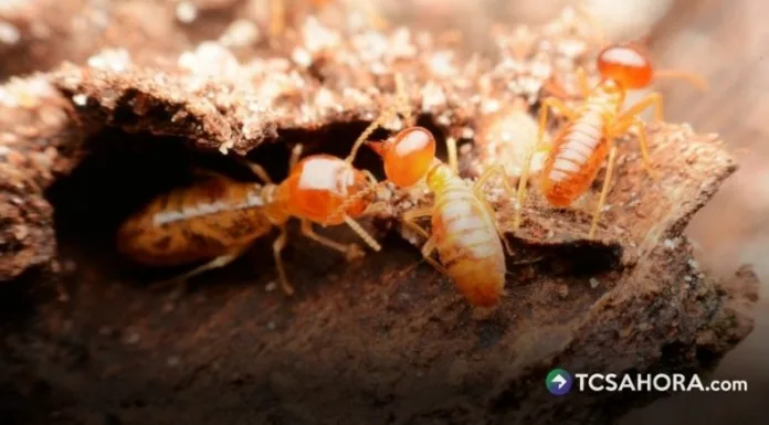 Las termitas son una de las plagas que más daños pueden causar en viviendas, ya que se alimentan de la celulosa presente en la madera.