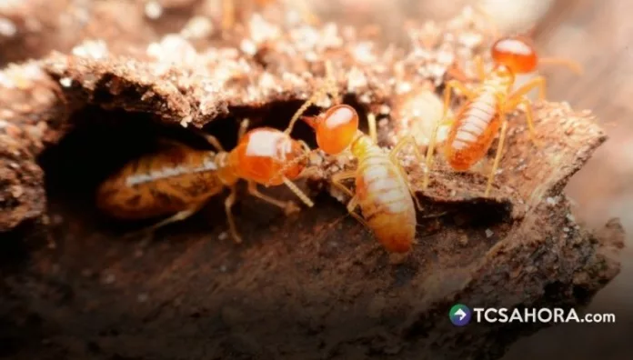 Las termitas son una de las plagas que más daños pueden causar en viviendas, ya que se alimentan de la celulosa presente en la madera.