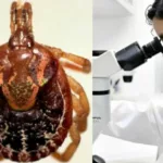 Detectan por primera vez un virus en garrapatas en Costa Rica