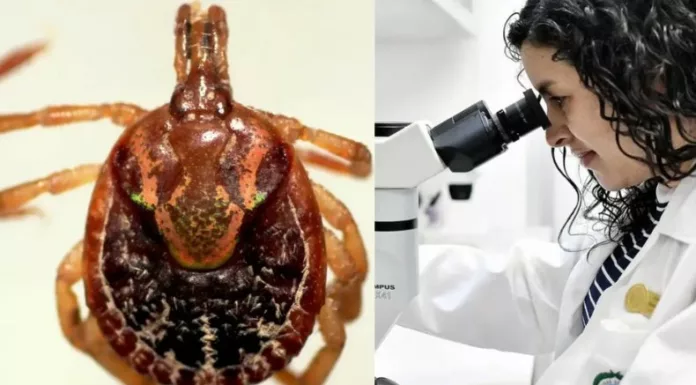 Un extraño virus en garrapatas fue detectado por primera vez en Costa Rica y el cual había permanecido inadvertido.