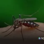 Ministerio de Salud confirma primera muerte por dengue en 2026