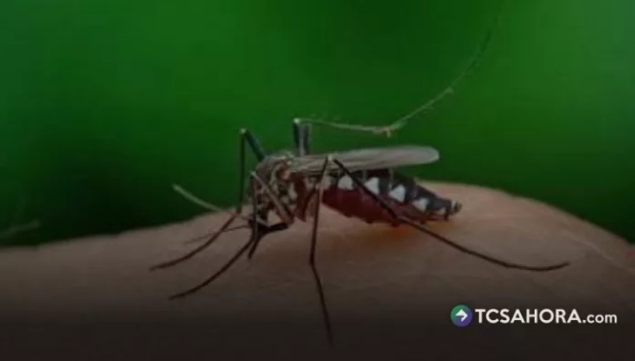 Según el Ministerio de Salud, los grupos etarios más vulnerables al dengue son las personas de entre 5 y 19 años.