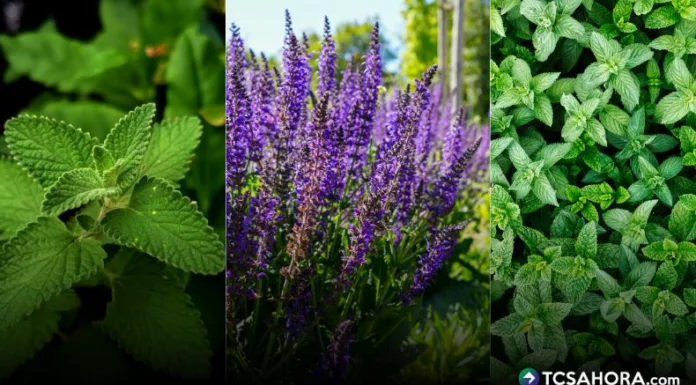 Estas plantas necesitan cuidados básicos como una adecuada exposición a la luz, riego y poda cuando sea necesario.
