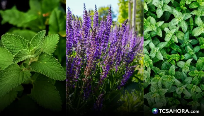 Estas plantas necesitan cuidados básicos como una adecuada exposición a la luz, riego y poda cuando sea necesario.